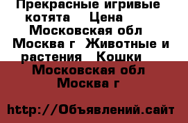 Прекрасные игривые  котята  › Цена ­ 10 - Московская обл., Москва г. Животные и растения » Кошки   . Московская обл.,Москва г.